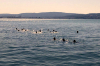 img-16b2c1a692190fbfe26771fc9b0fcf2d-v